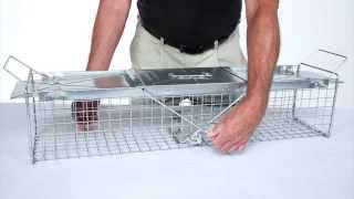 How to Set Havahart® Medium 2 Door Trap Model 1040 for Muskrats Skunks amp Opossums [upl. by Idalla]