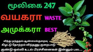 அமுக்கராஅஸ்வகந்தாஅசுவகந்திWithania somniferaPhisalis Somniferaஅலசல்Alasal [upl. by Murdock]