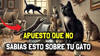 10 MITOS SOBRE GATOS ¡Descubre la verdad tras el mito [upl. by Loydie]