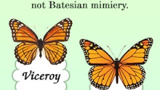 Batesian Mimicry Vs Mullerian Mimicry [upl. by Mellman549]