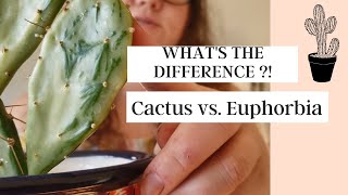 WHATS THE DIFFERENCE Cactus vs Euphorbia [upl. by Orella]