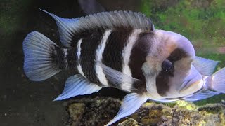 How to Improve the Water Quality of Your Frontosa Cichlids [upl. by Yerga]