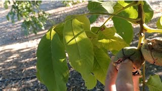 Juglans regia nogal  Las plantas de Teresa [upl. by Constantine]