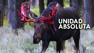 los ALCES son UNIDADES ABSOLUTAS [upl. by Swerdna]