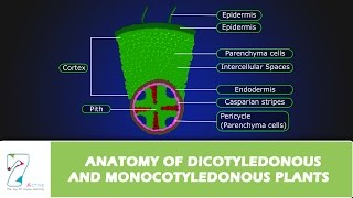 ANATOMY OF DICOTYLEDONOUS AND MONOCOTYLEDONOUS PLANTS [upl. by Lipski]