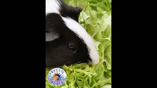 guineapigsoundWheekingpurringChuttingRumblingteeth chatteringWhiningcabbageoutofgarden [upl. by Aubreir981]