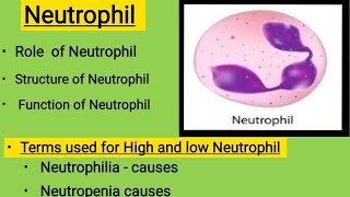 neutrophilneutrophilsFunction of neutrophilsneutrophils [upl. by Rhyner315]