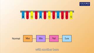 Animation 262 Gene mutations [upl. by Iaht]