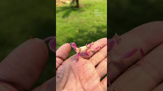 Mesmerizing moment vibrant orchid mantis delicately moves on individuals palm 😲 [upl. by Roxy]