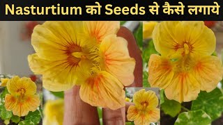 How to Grow Nasturtium from Seeds nasturtium humskills [upl. by Kerrin]