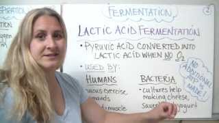 Anaerobic respiration  fermentation [upl. by Howe]