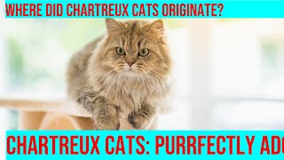 Explore the Fascinating History of Chartreux Cats [upl. by Minna]