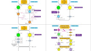 Summary of transport in different parts of nephron Chapter 28 part 7 Guyton and Hall Physiology [upl. by Nylcsoj]