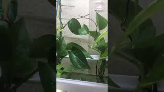 Easy to grow Pothos in the aquarium 🌱🐠 [upl. by Daukas]