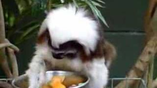 Cottontop Tamarin Monkey eating [upl. by Nagn]