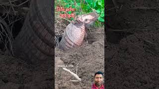 tatu pebaবনরুইanimalnature beauty [upl. by Harlamert]