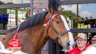 Clydesdale in Trussville 4K [upl. by Doyle]