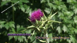 Mariadistel  Silybum marianum [upl. by Toddie779]