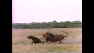 Lion Chasing Hyena [upl. by Namilus601]