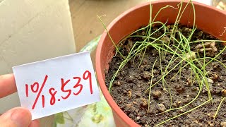 【植栽539】10月18日五北蔥剛開始種植成長時間許等比較久點！ [upl. by Ardnait]