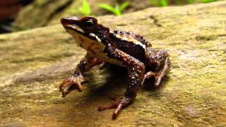 Atelopus laetissimus Sapito Arlequin de Santa Marta Santa marta stubfoot toad [upl. by Ecnarrot]