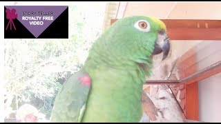 PARROT SINGS OLD MACDONALD  MALENY BOTANIC GARDENS QLD AUSTRALIA [upl. by Alwyn]