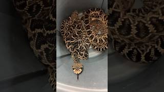 Barrel Full of RATTLESNAKES shorts short animal nature reptiles snake wildlife rattlesnake [upl. by Greenlee]