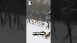 Perbedaan Harimau Siberia dan Harimau lainya [upl. by Nonnelg654]