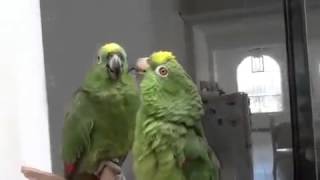 Loros amazonas hablando [upl. by Archangel]