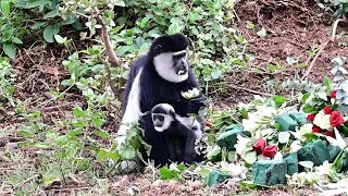 Colobus Monkey and baby Feasting Time  23rd October 2024 [upl. by Flyn]