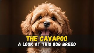 The Cavapoo A Guide [upl. by Lupita25]