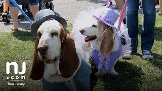 Basset hounds parade through Ocean City [upl. by Guerra]