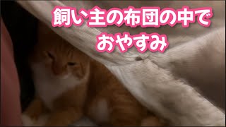 飼い主の布団の中で可愛く寝るココ [upl. by Kciredohr]