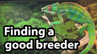 How to find a good chameleon breeder [upl. by Anitnatsnoc649]