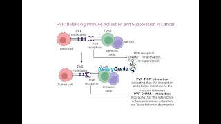 PVR Balancing Immune Activation and Suppression in Cancer [upl. by Viole872]