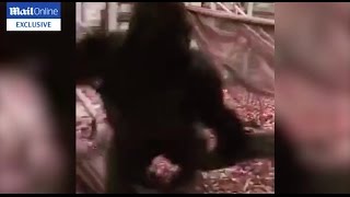 Exclusive Silverback Gorilla Kumbuka attacks his enclosure before he escapes London Zoo [upl. by Gimble]