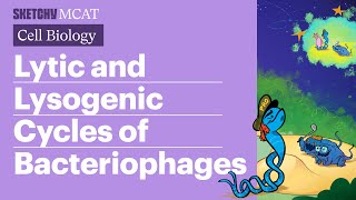 Lytic amp Lysogenic Cycles Bacteriophages Explained Full Lesson  Sketchy MCAT [upl. by Rianna]