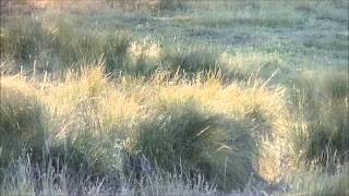 Aoudad Sheep amp Barbary Sheep of Oregonwmv [upl. by Adlee813]