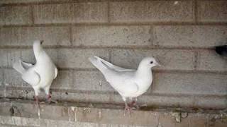 PALOMAS BLANCAS PARA EVENTOS [upl. by Galanti257]