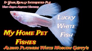 Albino  Platinum White Moscow Guppys  At Facebook page  Arica Aquatic Venture  Fish Nepal Guppy [upl. by Laurance]