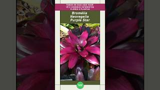 Bromélia quotNeoregelia Purple Starquot shorts plantas bromélias [upl. by Blum]