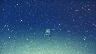 Thalassophobia images with unsettling music [upl. by Phelgen439]