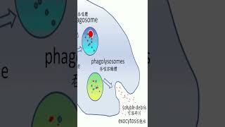 shorts short shortvideo biology lymphatic amp phagocytic cells [upl. by Aiem]