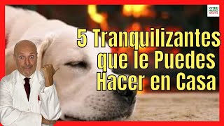 🟢 CÓMO HACER 5 TIPOS DE TRANQUILIZANTE PARA PERROS CASERO 🟢 [upl. by Errot]