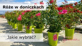 Jak wybierać róże w doniczkach Róże ogrodowe w pojemnikach [upl. by Eimrots]