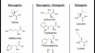 Essential amino acids mnemonic song  very short [upl. by Neelloc]