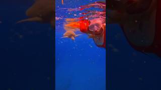 A freediver amp her turtle friend freediver freediving oceansounds underwater asmrvideo mermaid [upl. by Cordey]