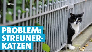 Warum Tierschützer immer häufiger die Kastration von Katzen fordern [upl. by Elgar277]