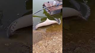 Stingray in fish pond 👍stingray ponds [upl. by Koziarz861]