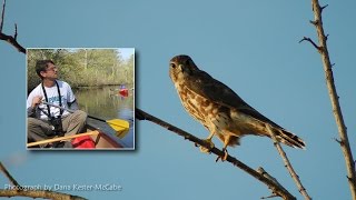 Fall Bird Migration On Delmarva [upl. by Arella]